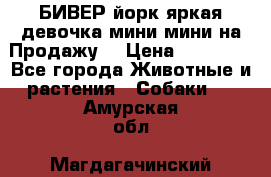 БИВЕР йорк яркая девочка мини мини на Продажу! › Цена ­ 45 000 - Все города Животные и растения » Собаки   . Амурская обл.,Магдагачинский р-н